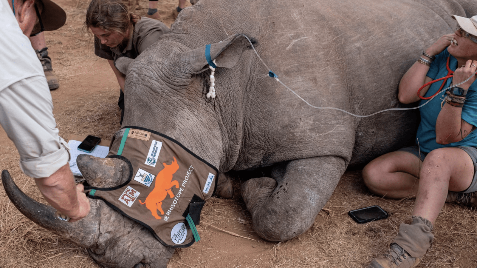 South Africa Injects Radioactive Material Into Rhino Horns to Thwart Poachers in Groundbreaking Anti-Trafficking Campaign Rhisotope Project